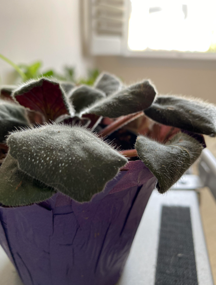 African Violet Curled Leaves Tips