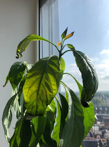Avocado Leaves Are Curling Causes