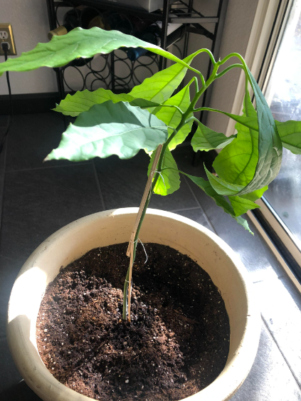 Avocado Leaves Are Curling Fix