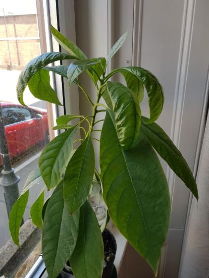 Avocado Leaves Are Curling