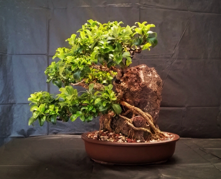 Bonsai Clump Style Wonders Crafting Your Miniature Forest 1