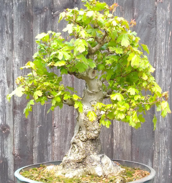 amur mapple bonsai care tips