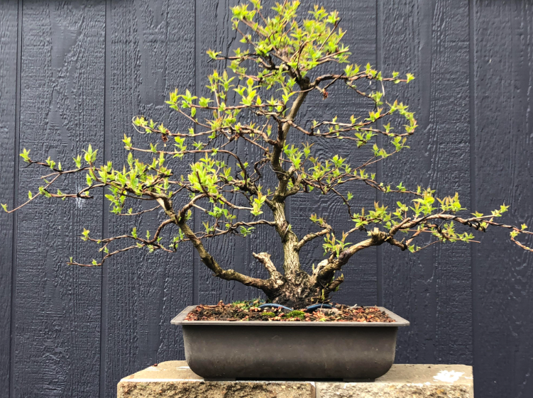 amur mapple bonsai care